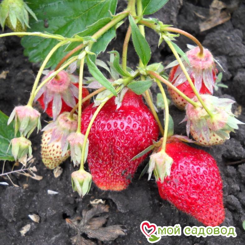 Клубника Кардинал (ремонтантный сорт) ЗКС С1