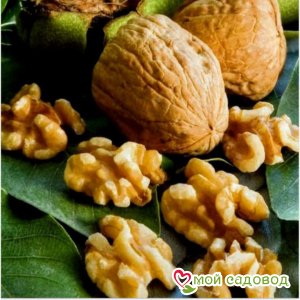 Грецкий Орех Левина